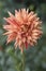 Closeup of peachy dahlia flower with red stripes