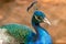 Closeup of a peacock