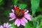 Closeup of peacock butterfly Inachis io with colorful wings on pink echinacea flower, coneflower. Blurred garden