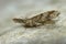 Closeup on the Peacock geometer Moth, Macaria notata