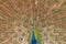 Closeup  peacock india  wallpaper