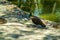 Closeup of a peacock in Reina Sofia Park, in Guardamar, Spain