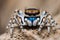 Closeup of peacock spider on sand