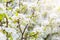 Closeup of the pear blossom. Japanese spring scenics Spring flowers Spring Background