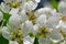 Closeup pear flowers bloom