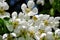 Closeup pear flowers bloom