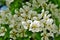 Closeup pear flowers bloom