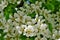 Closeup pear flowers bloom