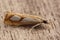 Closeup of a Pearl Grass-veneer, crambid moth, Catoptria pinella sitting on wood