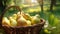 Closeup of Pears in a Wicker Basket in a Garden AI Generated