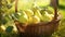 Closeup of Pears in a Wicker Basket in a Garden AI Generated