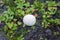 Closeup of a peeling puffball mushroom, Lycoperdon marginatum, on a wet ground among grass