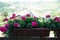 Closeup of pelargoniums in a flower box