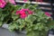 Closeup of pelargoniums in a flower box