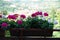 Closeup of pelargoniums in a flower box