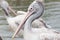 Closeup Pelican