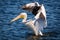 Closeup of a pelican flapping its wings while wading in water