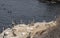 Closeup of Pelicans on rocks, La Jolla, CA, USA