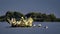 Closeup of pelicans and seagulls on a small shore in the middle of the sea during daylight