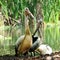 Closeup of pelicans on the shore of a lake with shoreline plants in the background