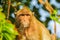 Closeup of the pensive monkey in the jungles