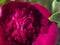 Closeup of peony with raindrops, flower of dark red color. Macro photo