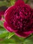 Closeup of peony with raindrops, flower of dark red color. Macro photo