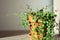 Closeup of Peperomia Prostrata - string of turtles houseplant in terracotta flower pot at home