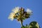 Closeup of pequi flowers in selective focus (Caryocar brasiliense). Typical Brazilian tree .