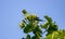 Closeup of pequi flowers in selective focus (Caryocar brasiliense). Typical Brazilian tree .