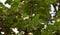 Closeup of pequi flowers in selective focus (Caryocar brasiliense). Typical Brazilian tree .