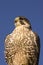 Closeup of Peregrine falcon