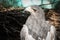 Closeup, peregrine falcon, face and neck