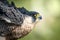 Closeup of Peregrine Falcon Falco peregrinus