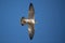 Closeup of a peregrine falcon (Falco peregrinus) during its flight