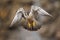 Closeup of a peregrine falcon during flight. Falco peregrinus.