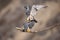 Closeup of peregrine falcons mating. Falco peregrinus.
