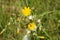 Closeup of perennial sowthistle in bloom with green blurred plants on background