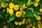 Closeup of Pereskia bleo tree or wax rose flowers