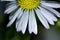 Closeup of a perfect daisy. High resolution.