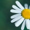 Closeup of a perfect single daisy chamomile against a green background