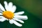 Closeup of a perfect single daisy chamomile against a green background