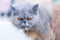 Closeup Persian cat face