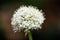 Closeup of a Persian shallot (Allium stipitatum) plant