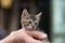 Closeup of a person holding an adorable tiny kitten under the lights with a blurry background
