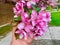 Closeup of a person holding pink Asiatic apple, Malus spectabilis tree flowers captured in a park