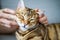 Closeup of a person petting a cute domestic Bengal cat on the sofa