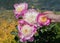 Closeup of a person touching pink peonies in a field surrounded by water under the sunlight