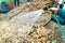 Closeup of a person watering dried leaves for faster composting in Thailand