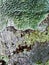 Closeup of Pertusaria - warty crustose lichens